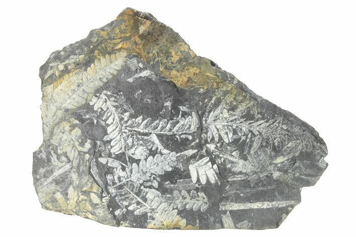 Fossil Seed Fern (Alethopteris) Plate - Pennsylvania #229339